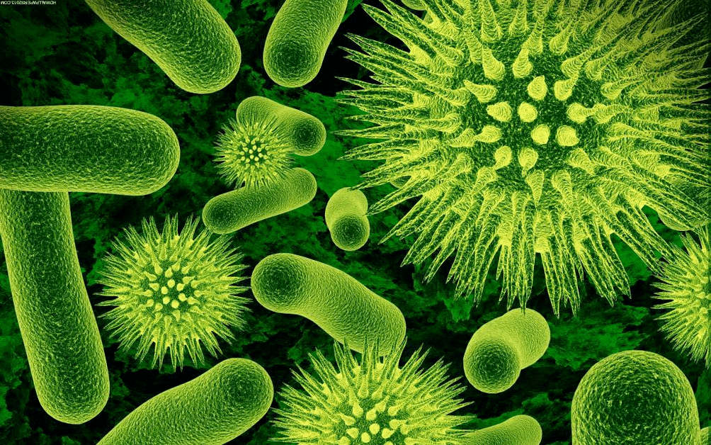 comment les bactéries pénètrent dans le corps